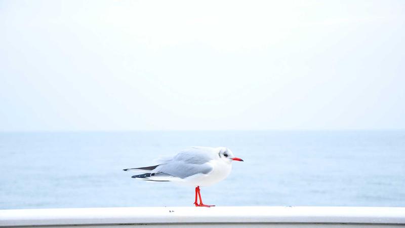 封面图：数字签名